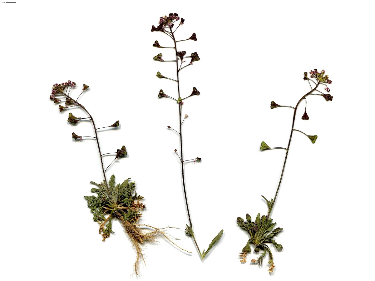 Capsella rubella (Brassicaceae)